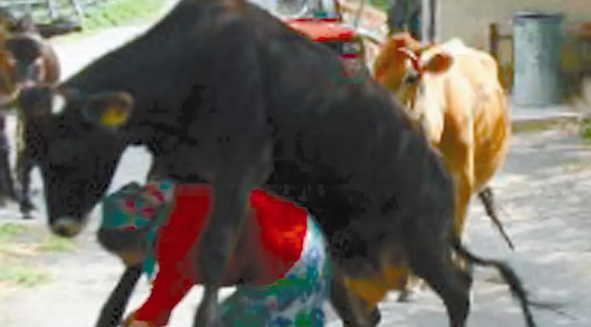 A încălecat-o vaca!