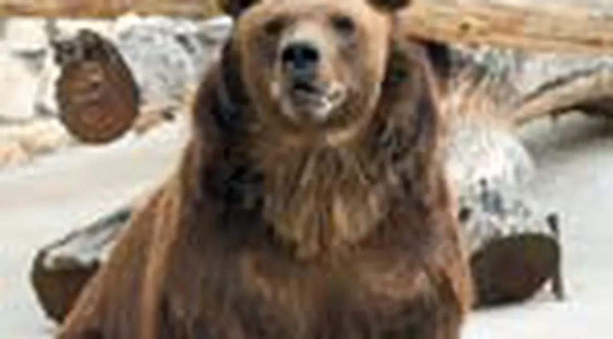 Ursoaicele vor lua anticonceptionale