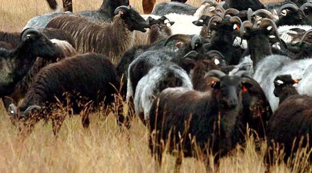 Zeci de capre otrăvite de vecini invidioşi în Constanţa