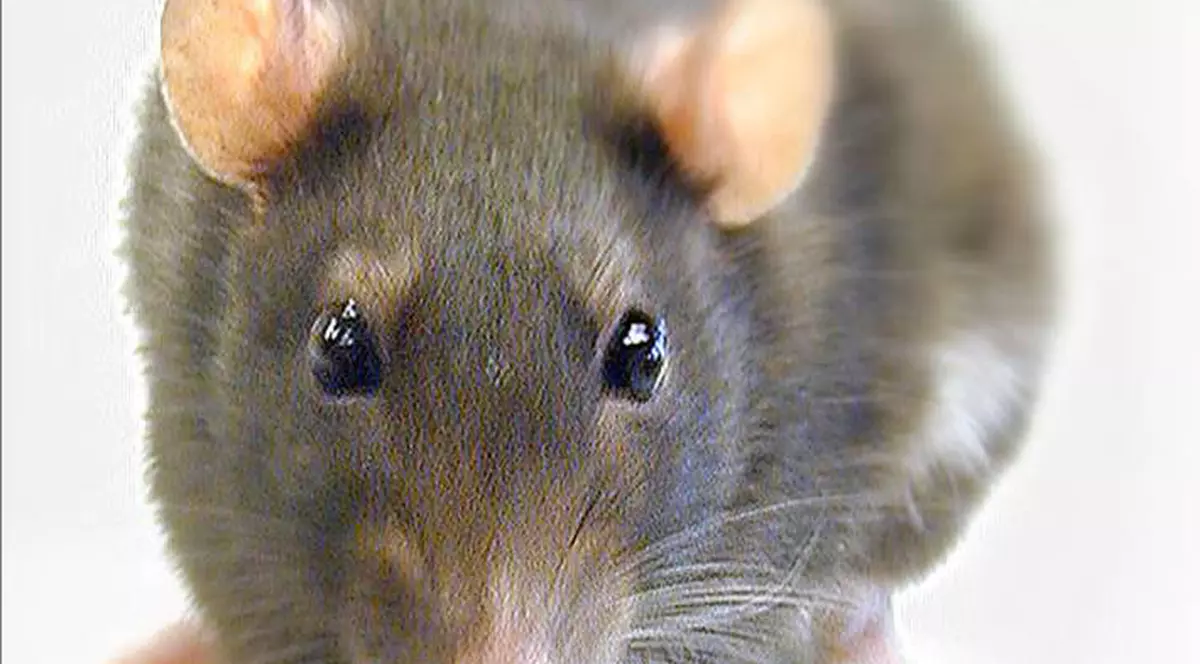 Şobolani găsiţi în subsolul unei grădiniţe