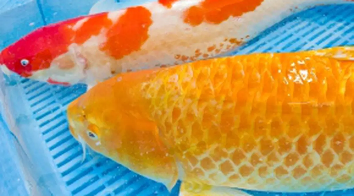 Peştişor operat de... hernie