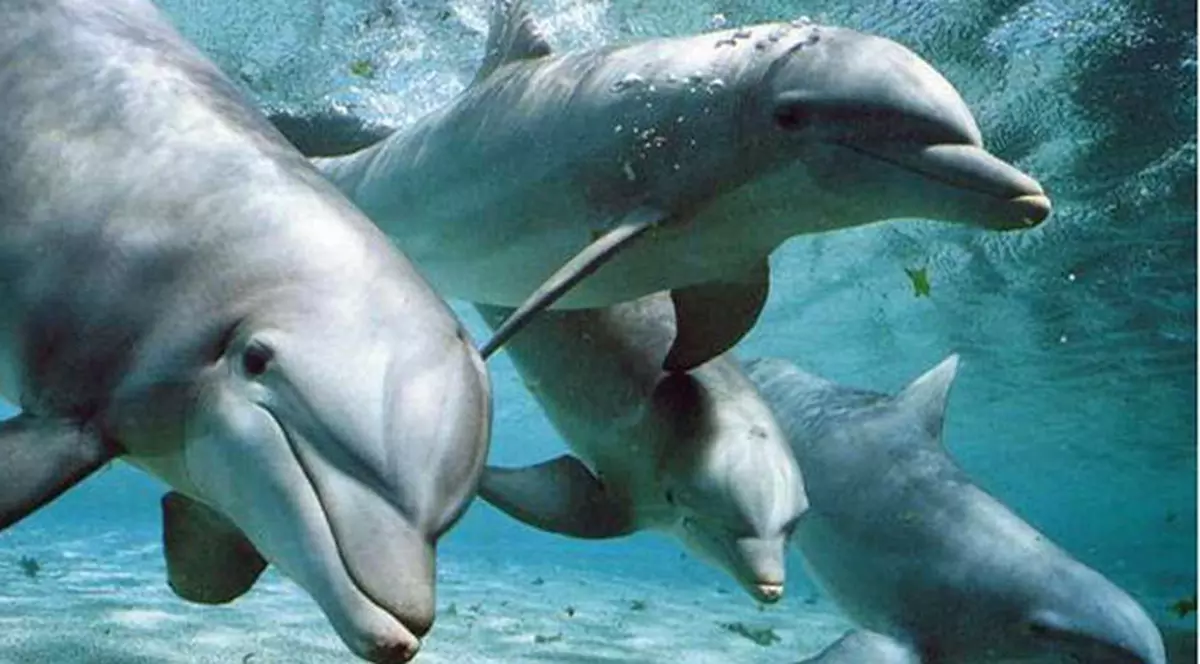 ȘTIAI CĂ? Delfinii nu dorm niciodată!