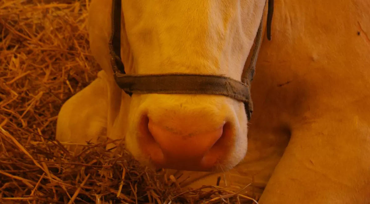 ”Suge-mi ugerele!”