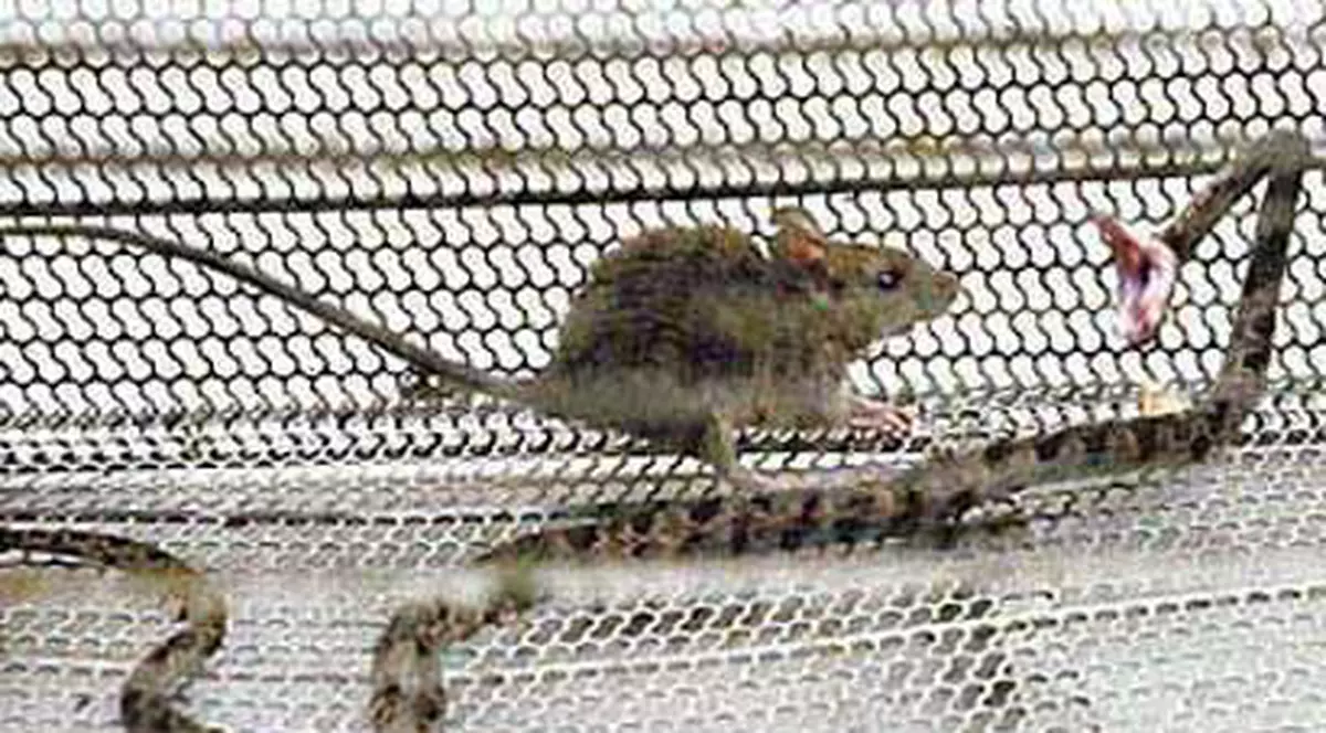 Ciudăţeniile naturii - viperă ucisă de un şoricel!