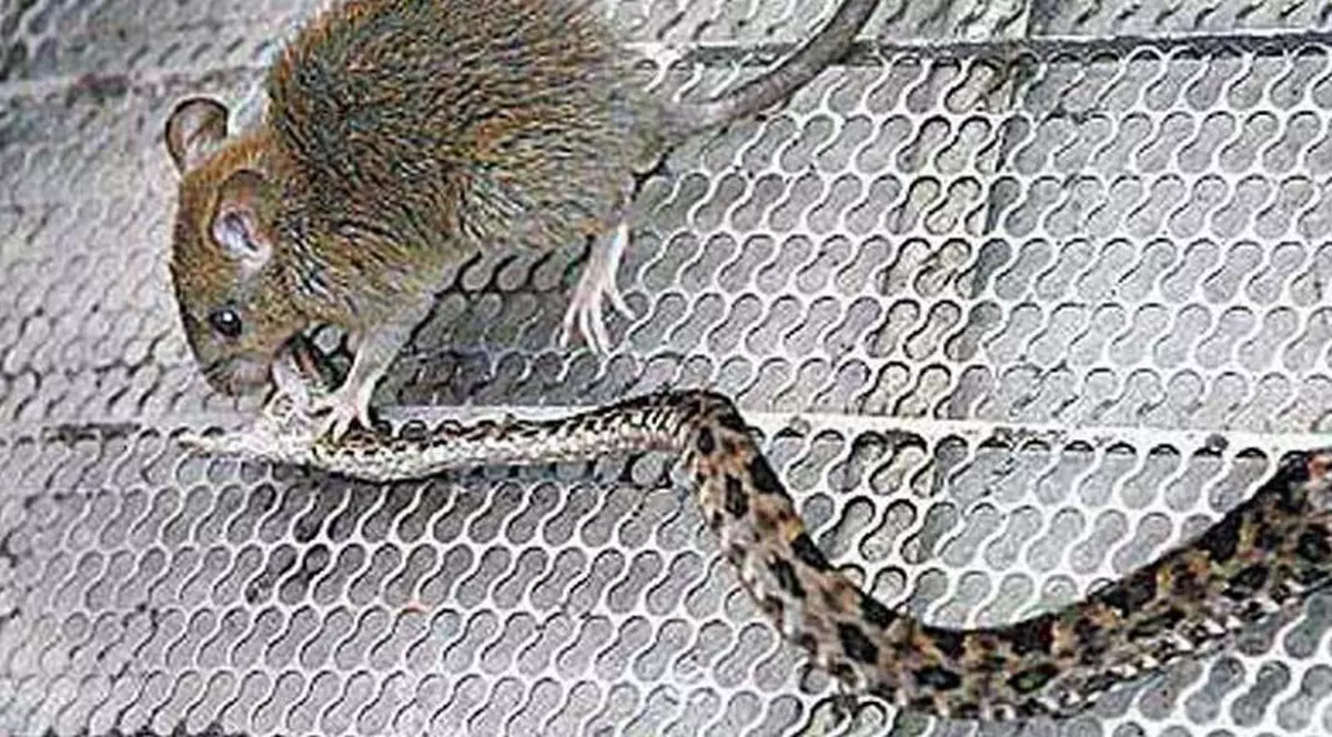 A fost muşcat de... mâncarea sa