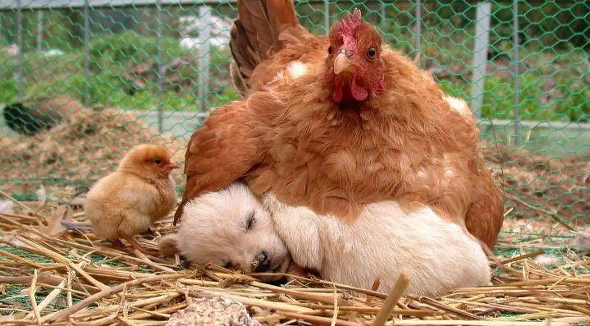 Ce cuib şmecher mi-am găsit eu!