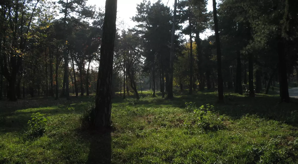 Vrei să te însori? Nu se poate dacă nu plantezi un copac