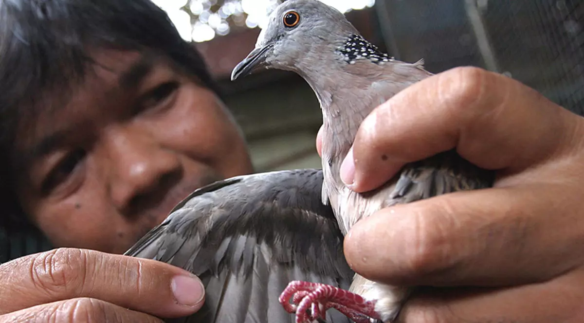 James Bond, varianta columbofilă