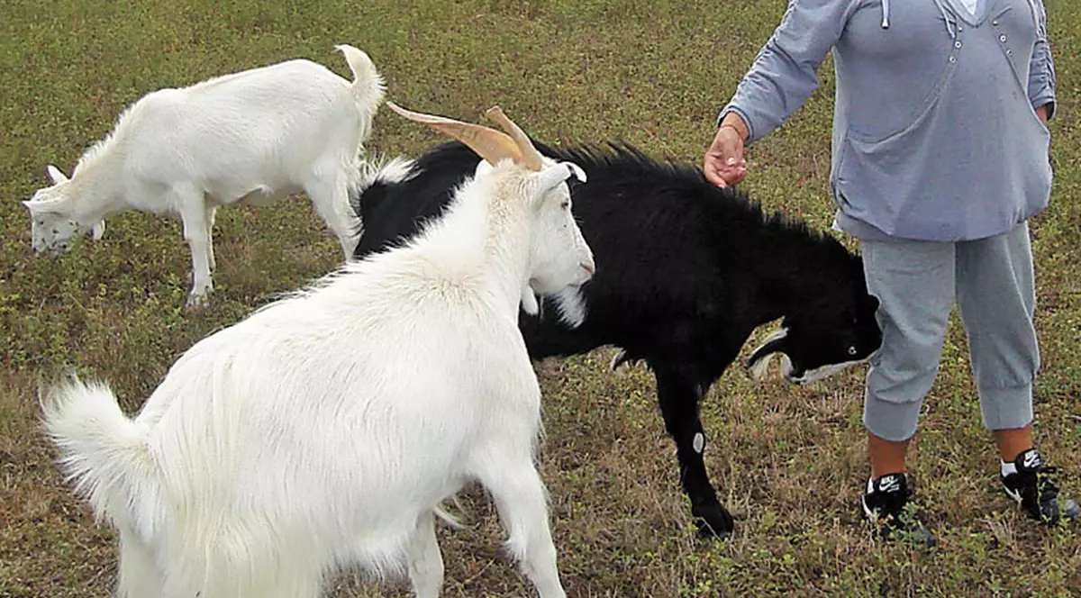 Mirabela Dauer a botezat capre în vacanţă 