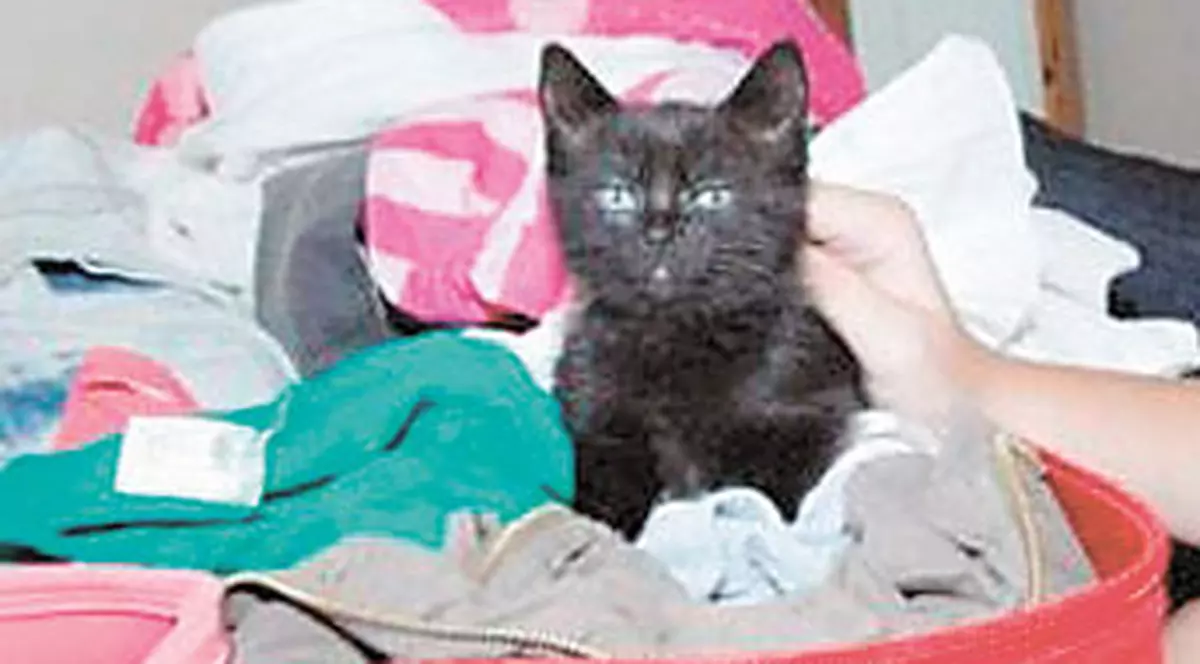 O pisică a stat 21 de ore într-un geamantan