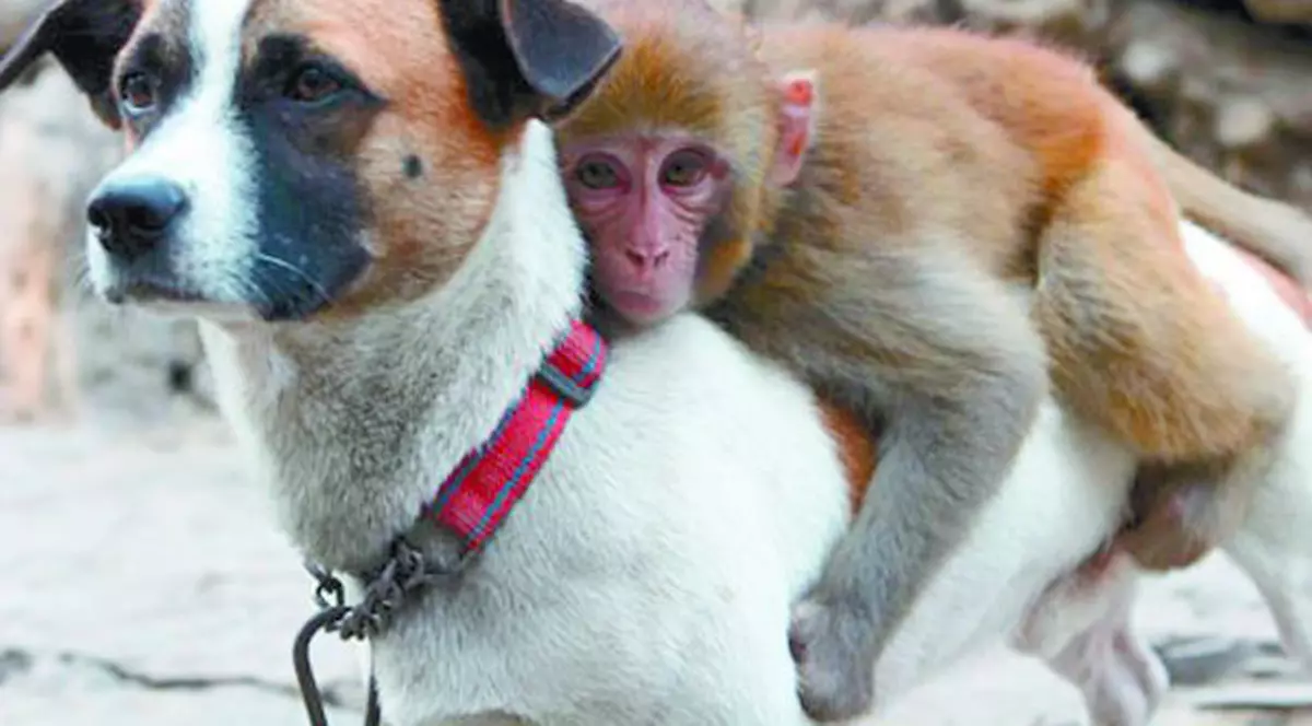 Maimuţa a fost adoptată de un câine