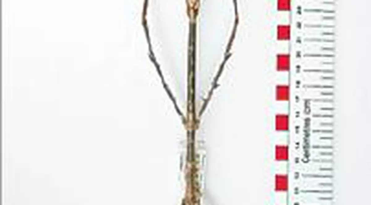  Cea mai lungă insectă din lume are 56,6 cm