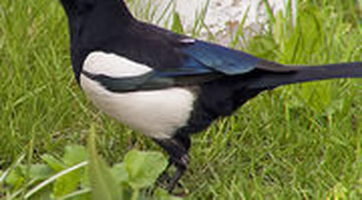 A rămas fără picior după ce a muşcat-o o coţofană