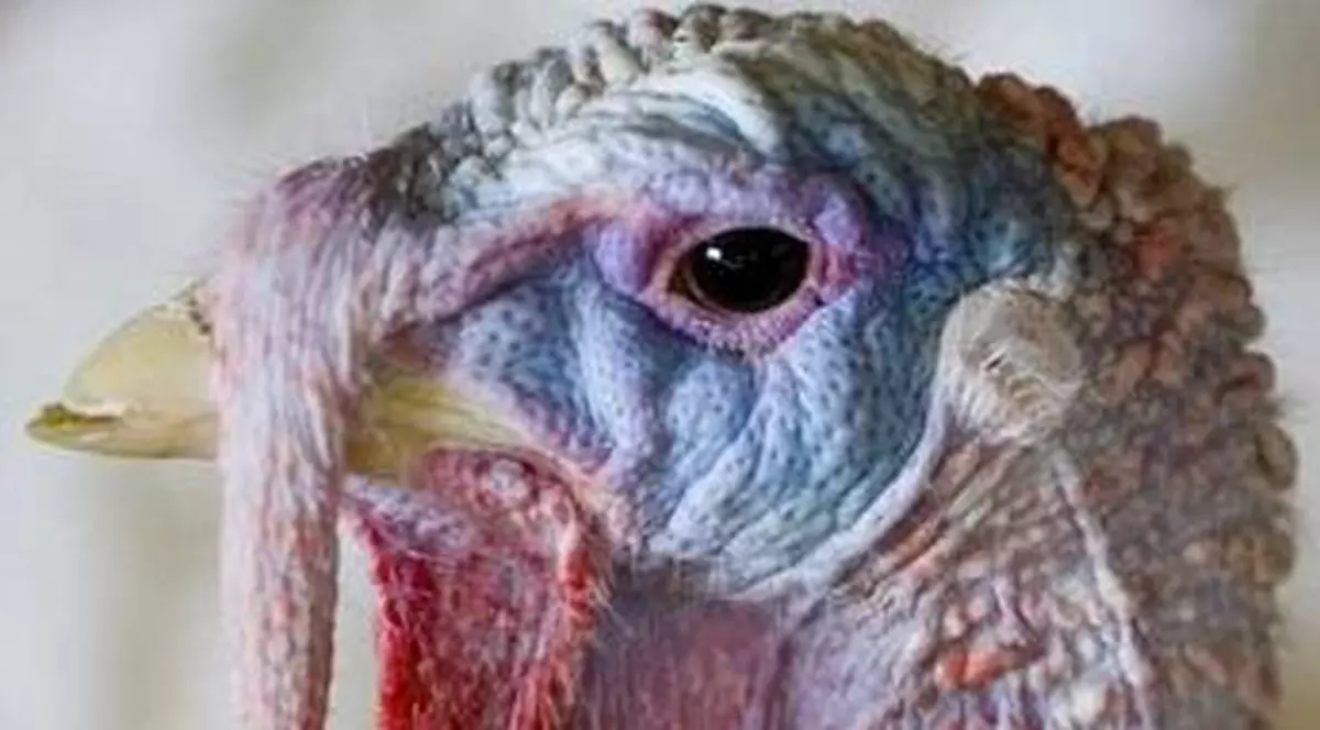 Un bărbat din comuna Curcani, înşelat la vânzarea de curci