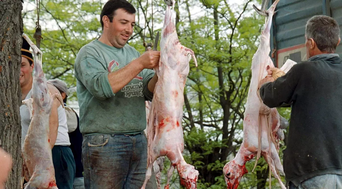 Au ucis 44 de oi pentru a celebra alegerea lui Obama