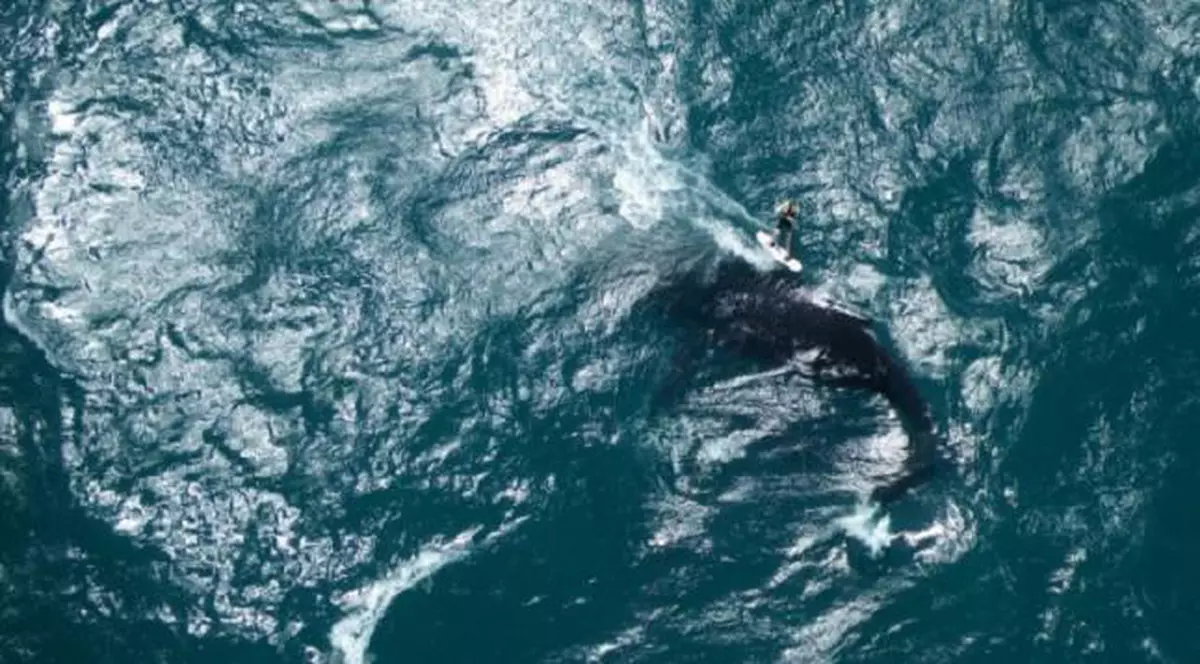 A făcut surfing cu o balenă!