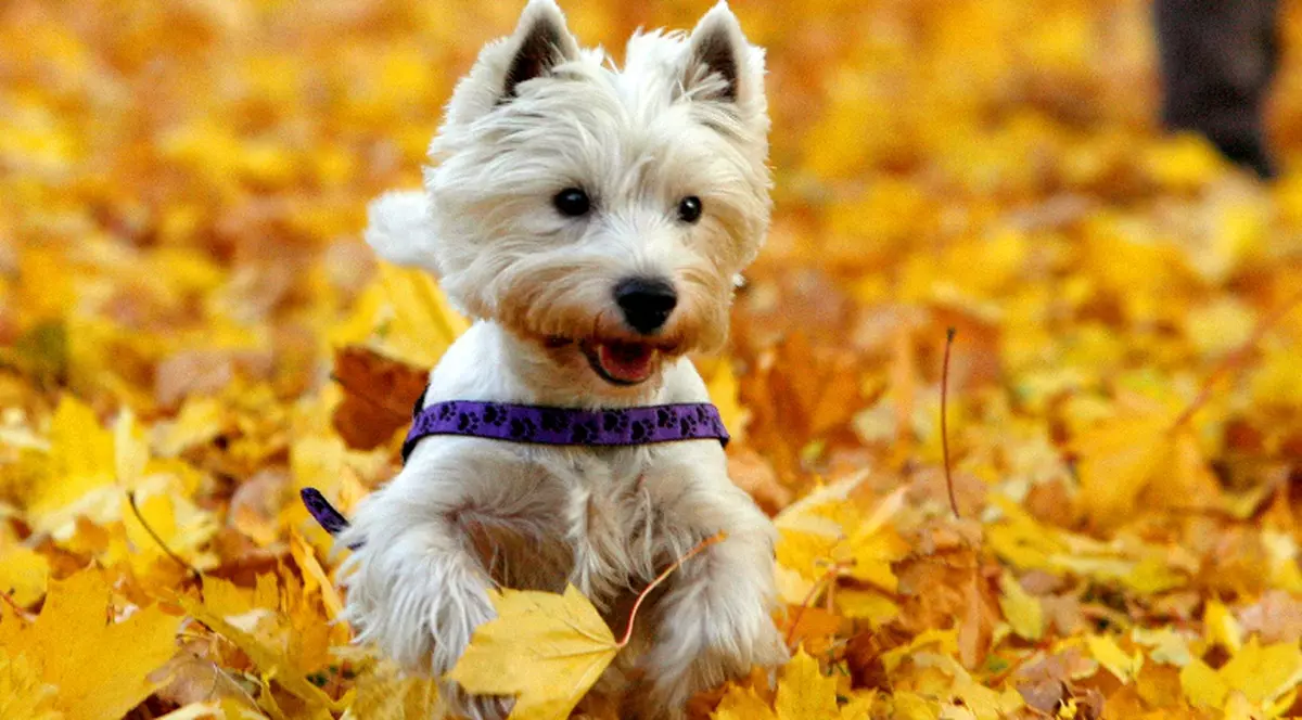 Viagra i-a salvat viaţa