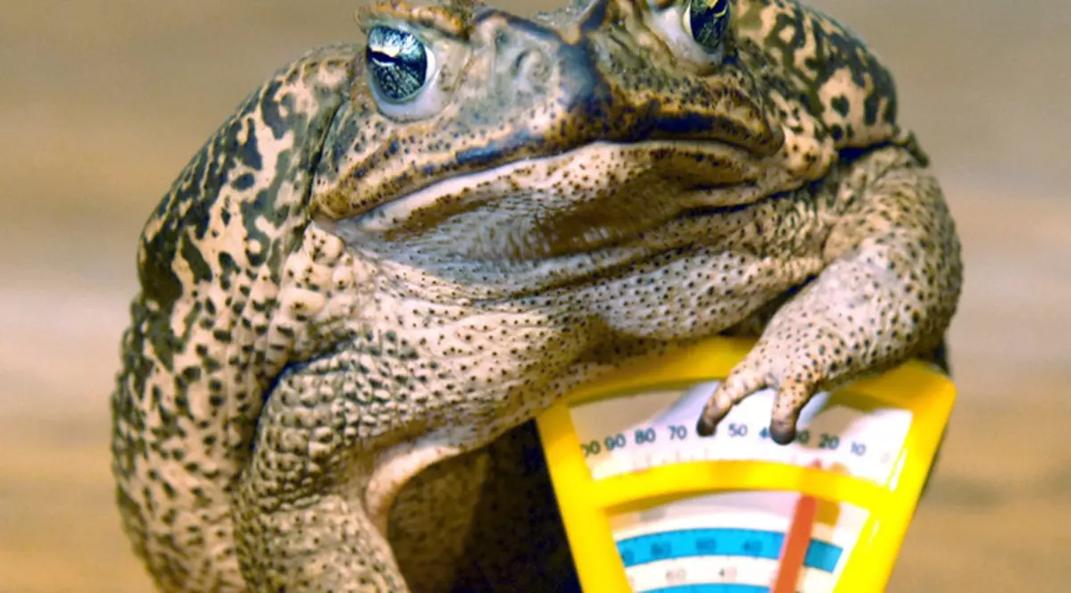 Cumperi spanac şi primeşti bonus broaşte râioase