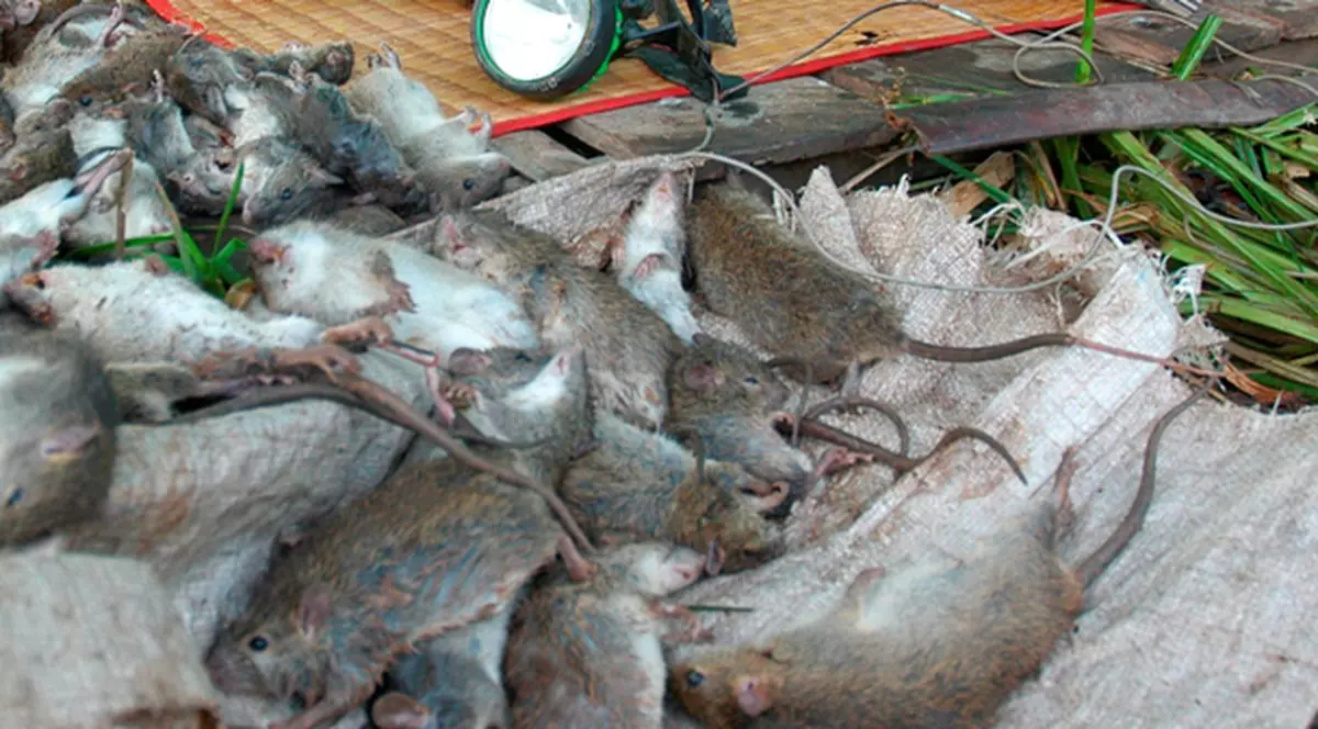 Germania, în pericol să fie invadată de şobolani?