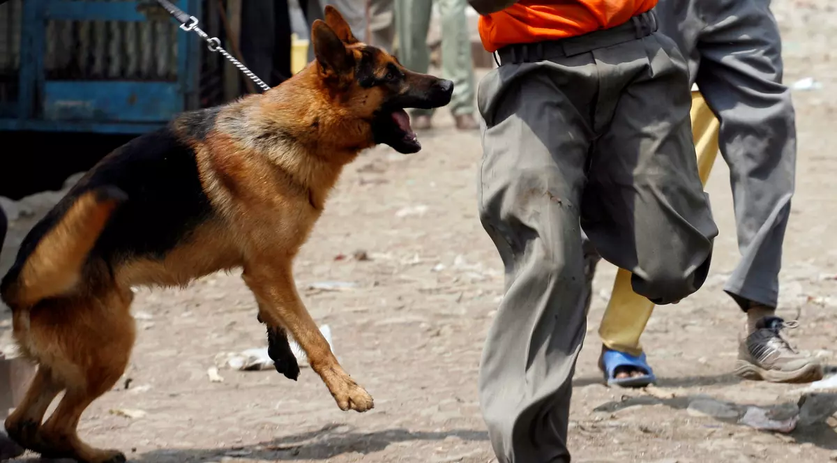 Poliţiştii indieni pun câinii pe infractori