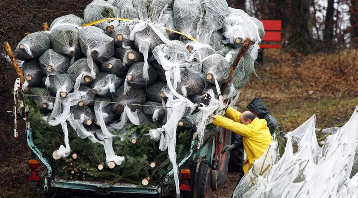 Hoţii de brazi şi-au început deja activitatea