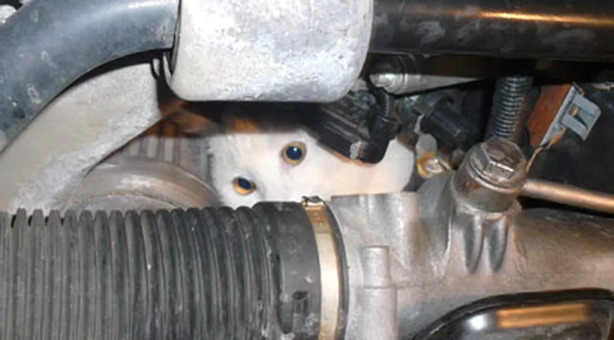 A trăit o săptămână sub motorul unei maşini