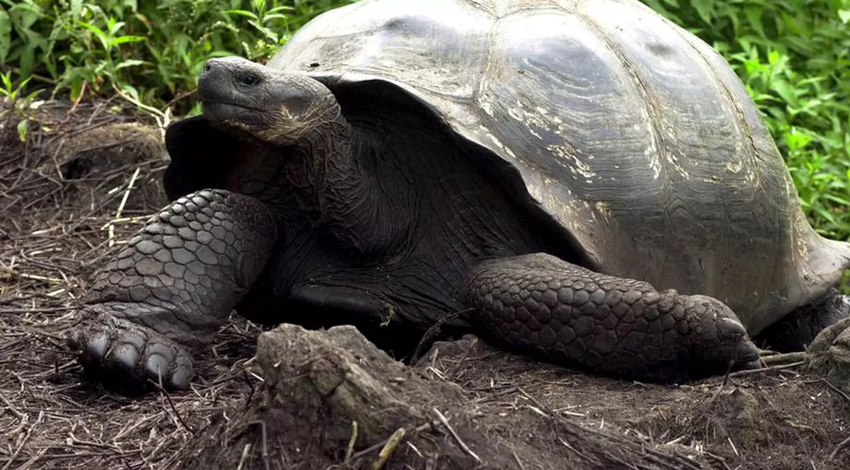 Primele broaşte ţestoase nu aveau carapace