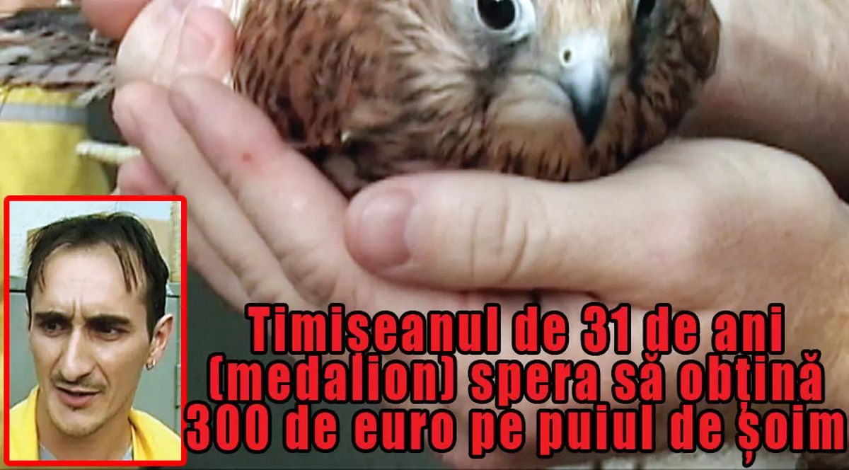 Voia să vândă un şoim