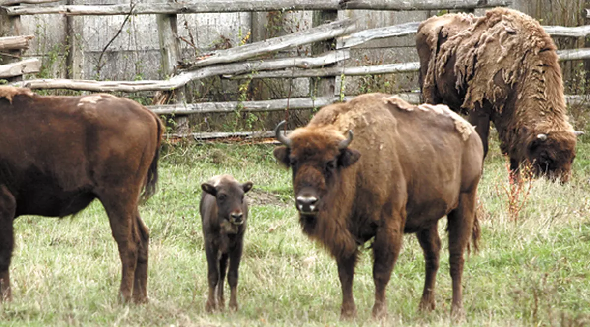 Romaniţa e zimbru în Haţeg!