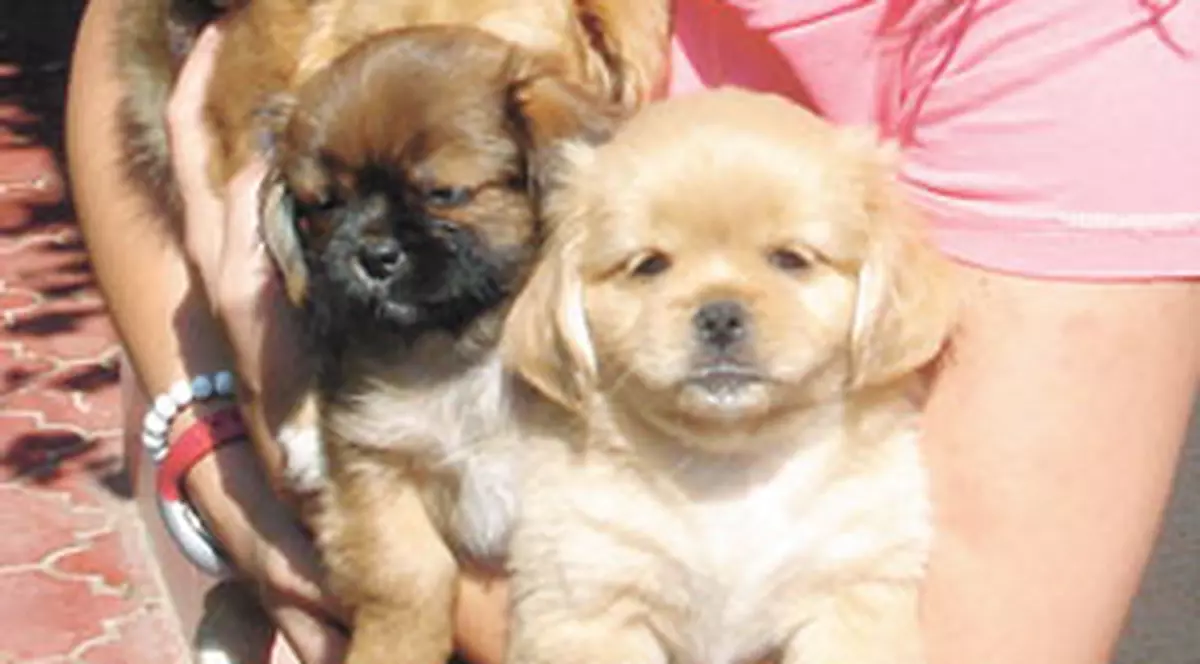 Animalele alungă stresul şi depresia