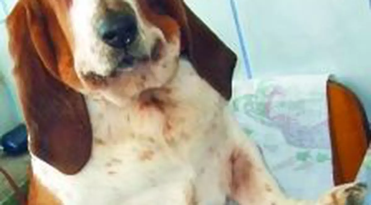 Animăluţul meu haios