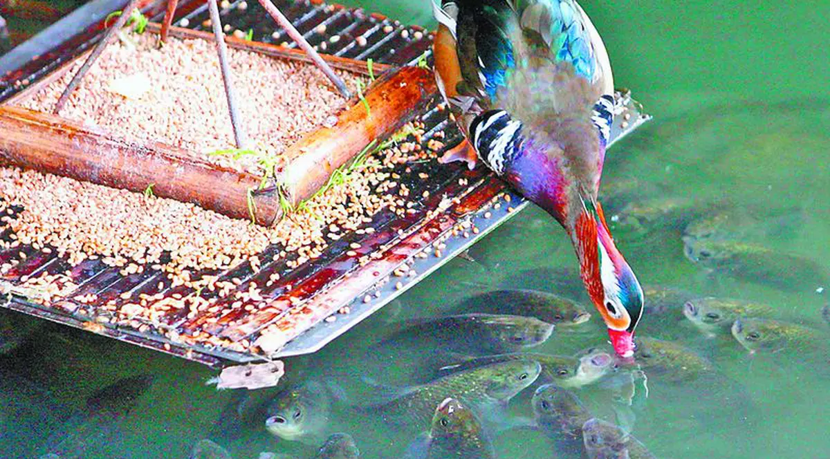 Răţuşca le dă papa peştilor!