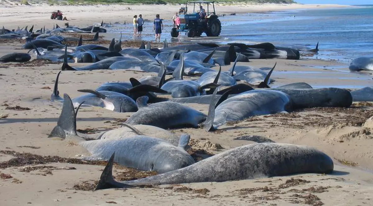 150 de balene-pilot, găsite moarte
