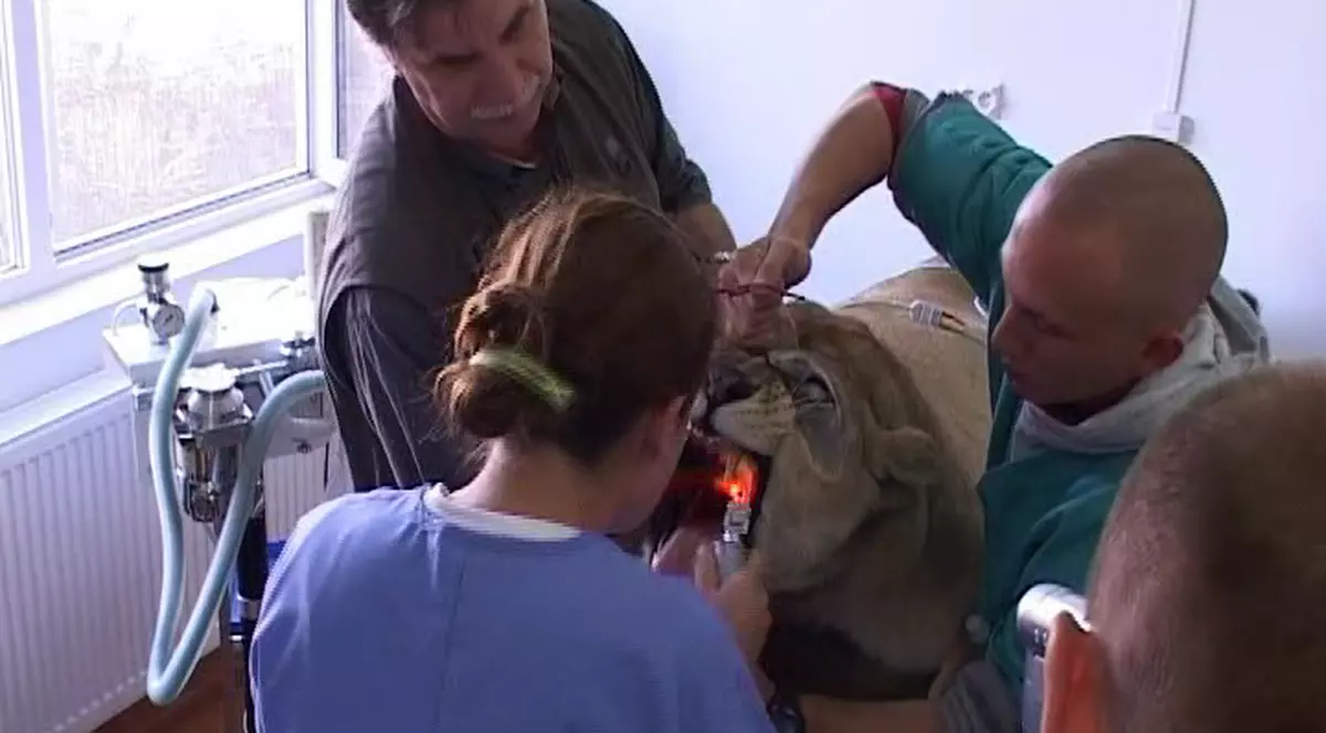 Premieră în România: o leoaică a fost operată de cataractă