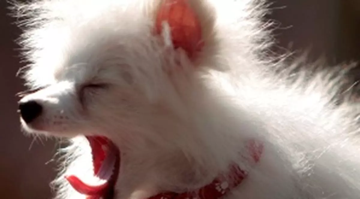 Câinii sunt geloşi, stresaţi şi plictisiţi