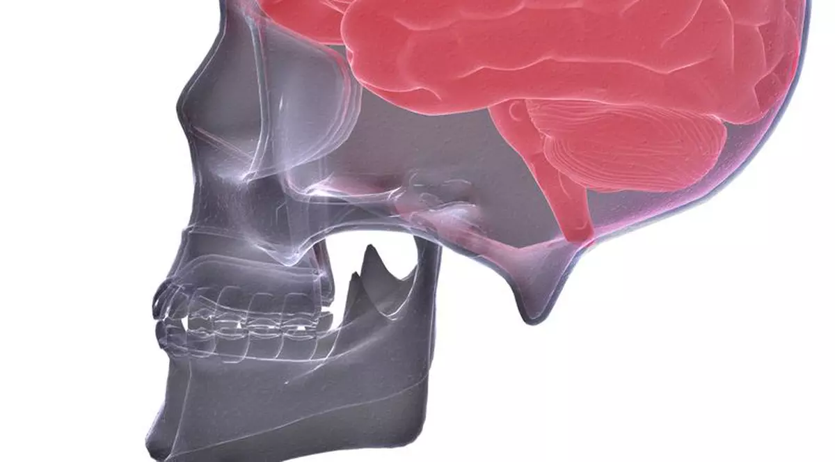 A fost descoperit un creier de 2.000 de ani