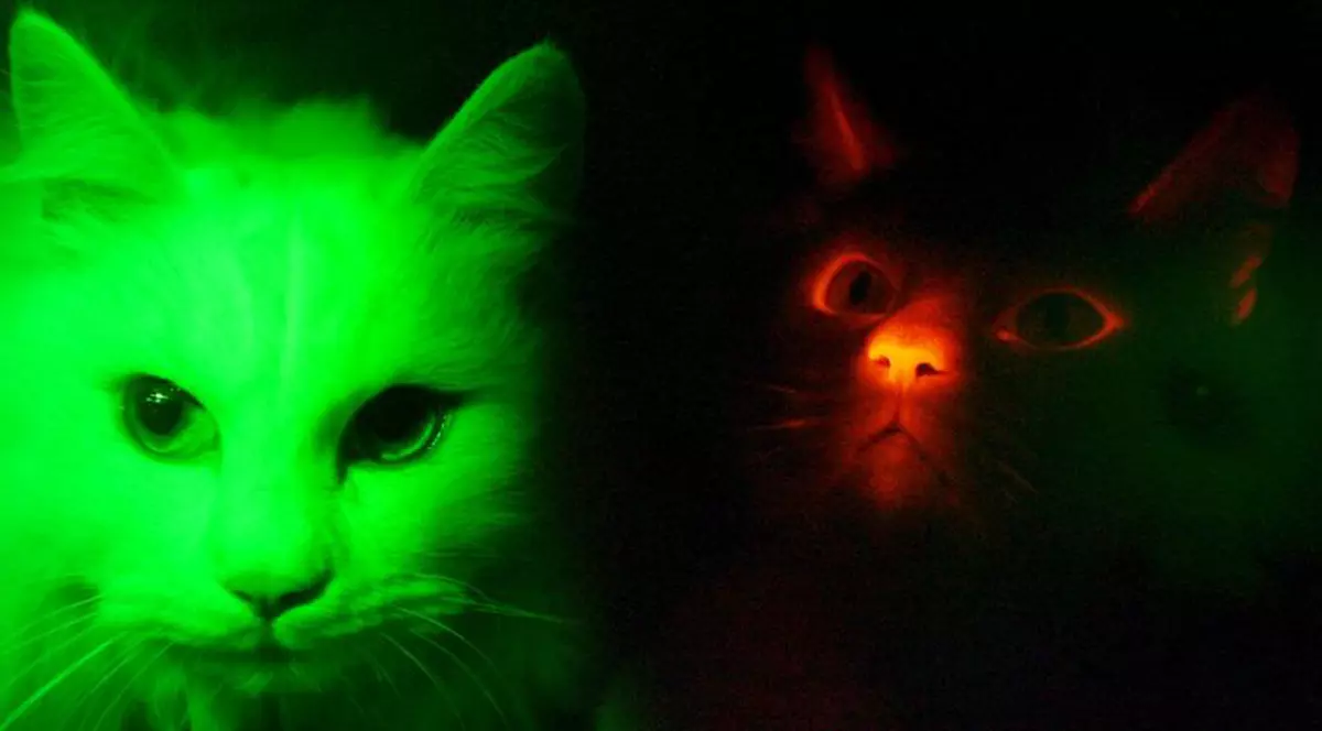 Vindea pisici emo pe Internet