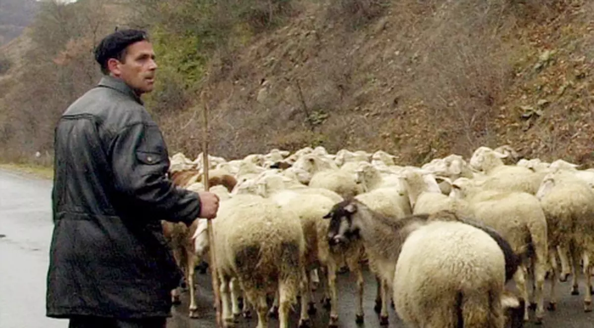 Ciobanul fără câini îşi mână oile cu poza lupului