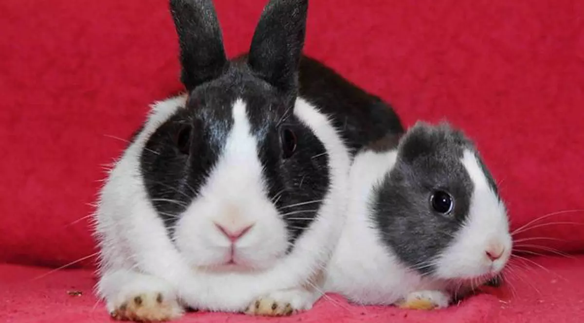 Un iepuraş s-a născut fără...urechi