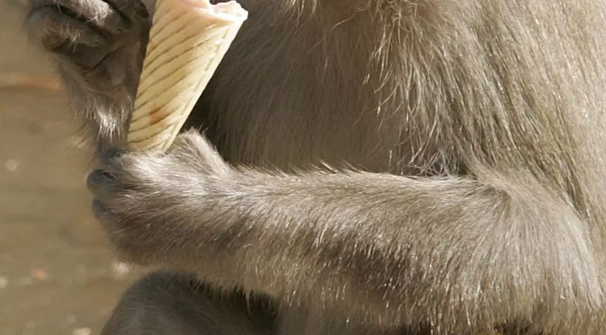 Chiar şi urangutanii au învăţat să folosescă banii