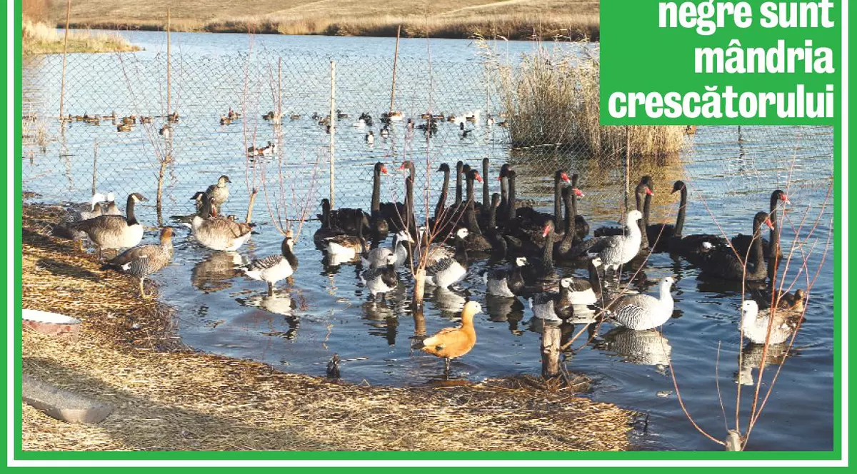 Creşte 1.500 de păsări rare