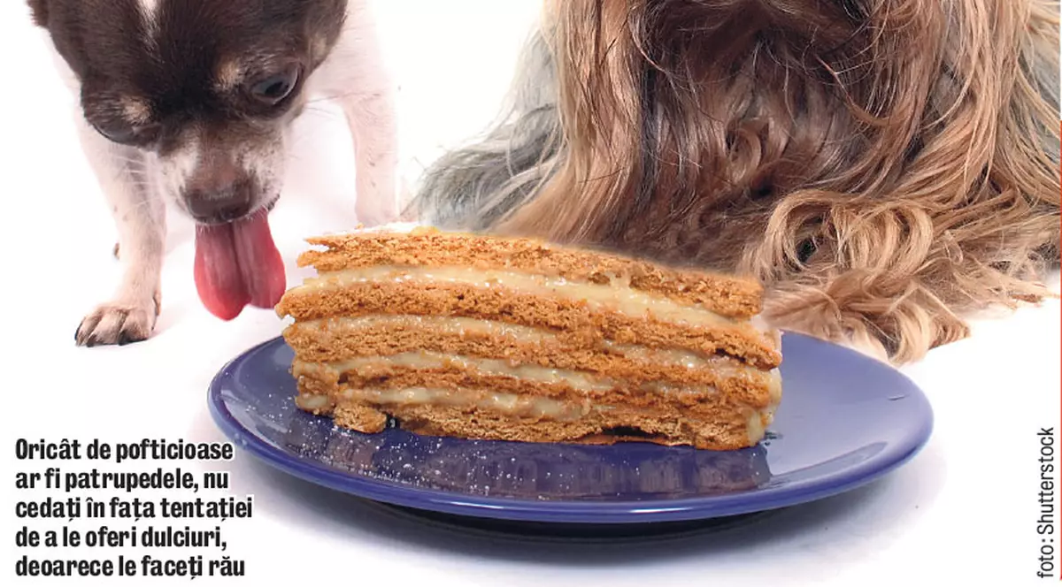 Nu le daţi dulciuri animalelor!