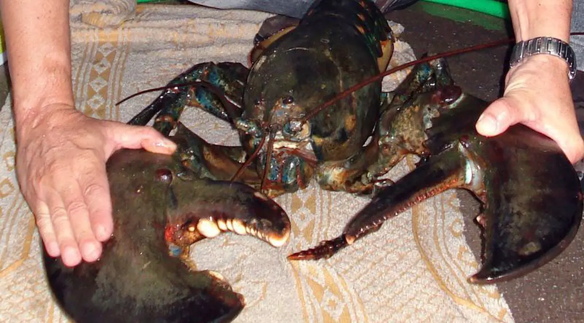 Un homar de 140 de ani a fost eliberat în ocean