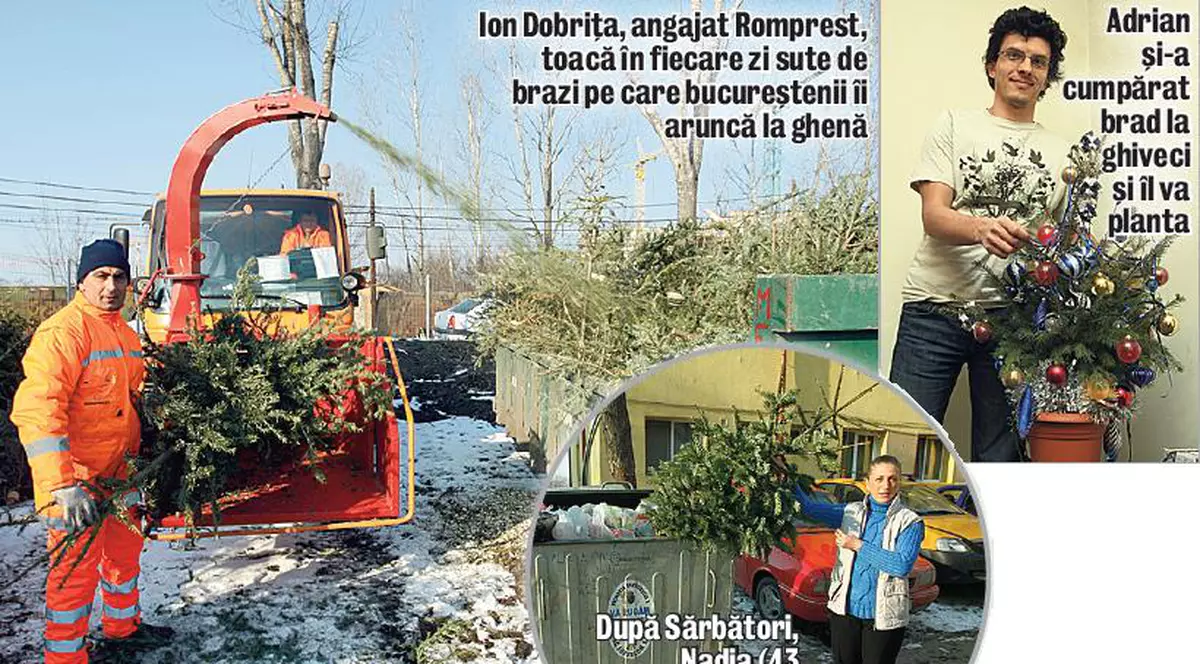 Mii de brazi, aruncaţi la ghenă