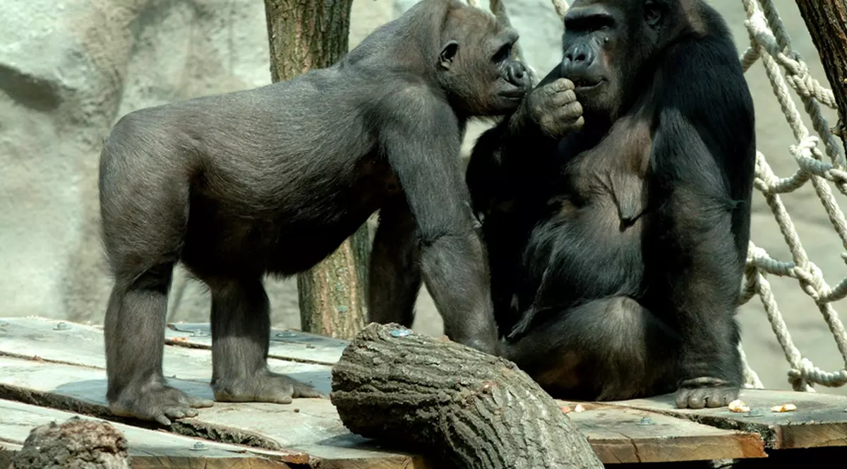 Celei mai bătrâne gorile din Europa de Est i-a fost îndepărtată o tumoare