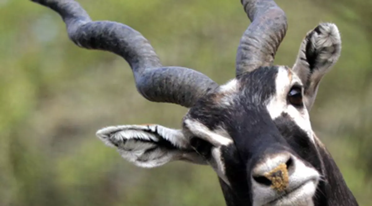 Cerbul “înviat” s-a răzbunat pe vânător