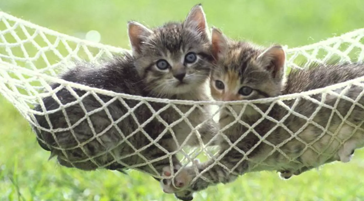 Concediu de maternitate pentru când îţi naşte pisica