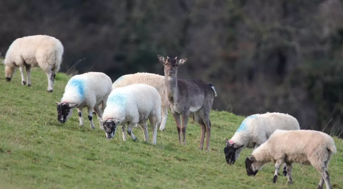 O căprioară, înfiată de o turmă de oi