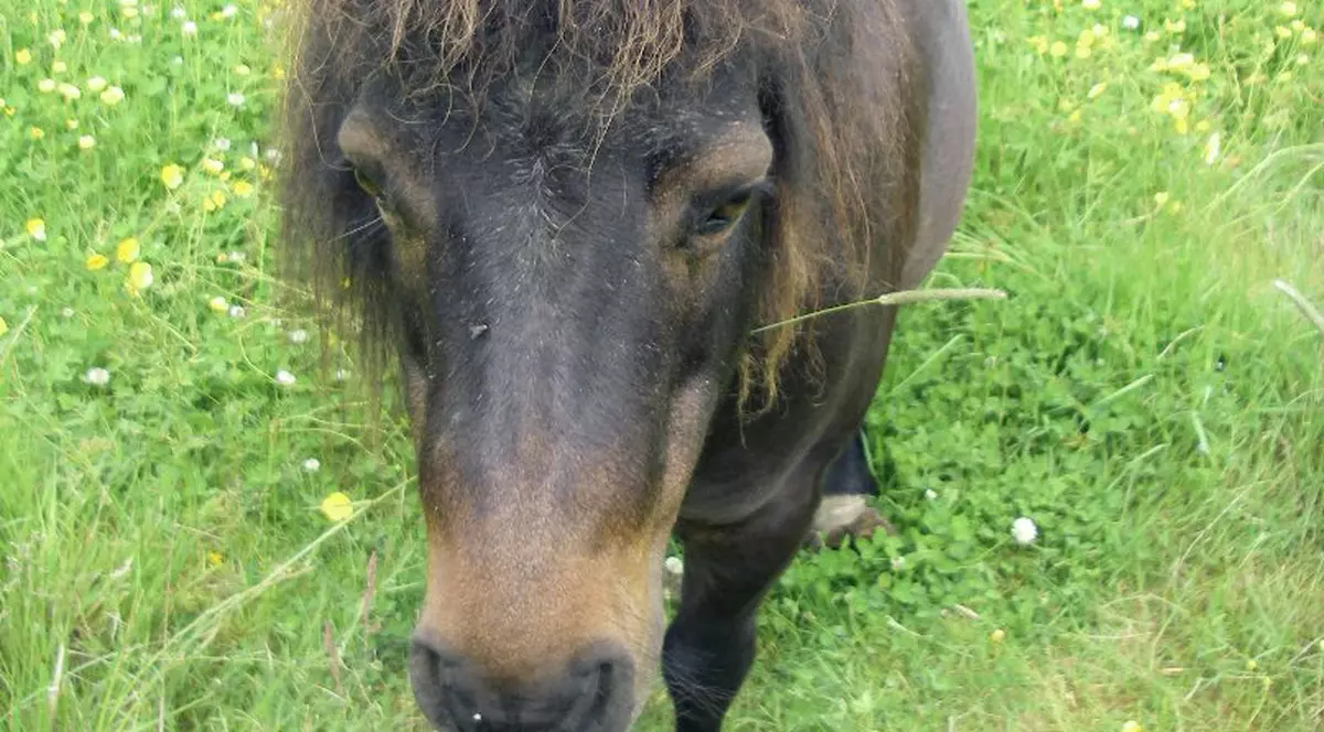 Săracul de el! Are copitele în formă de conduri