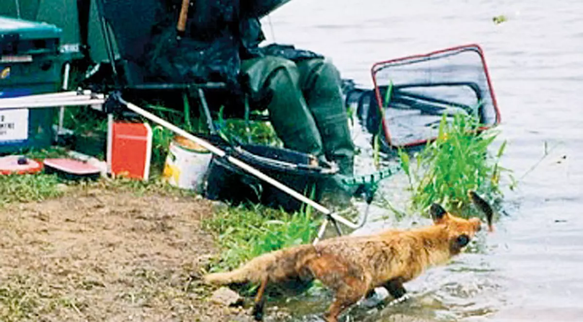 O vulpe i-a furat peştele din undiţă